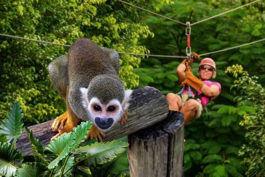Zip Line and Monkey Land
