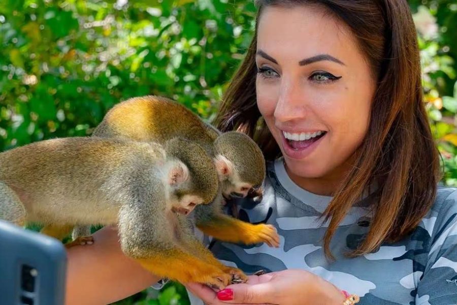 Monkey Land