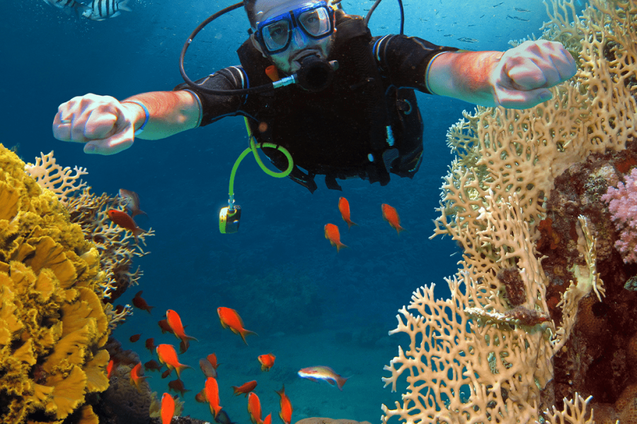 Diving at Catalina Island