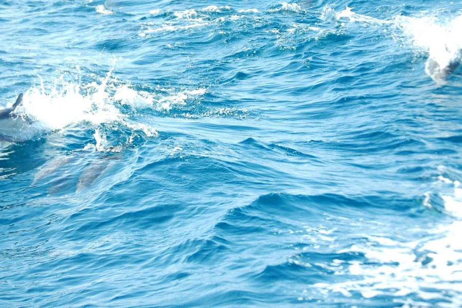 Dolphing Experience